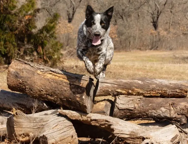 Texas Heeler Jumping