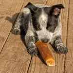 A Texas heeler puppy munching rawhide stick in the morning sun