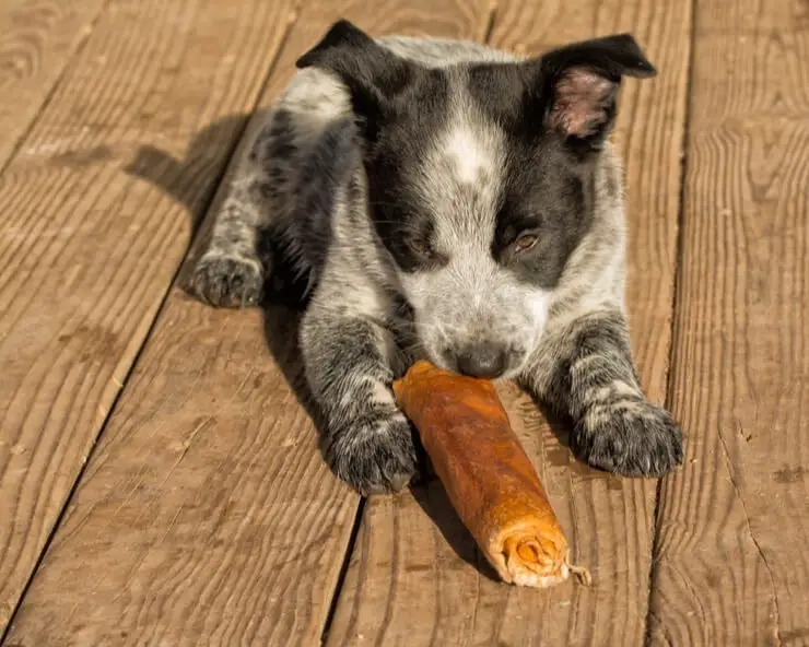 Texas Heeler Puppy