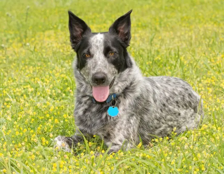 Heeler de Texas