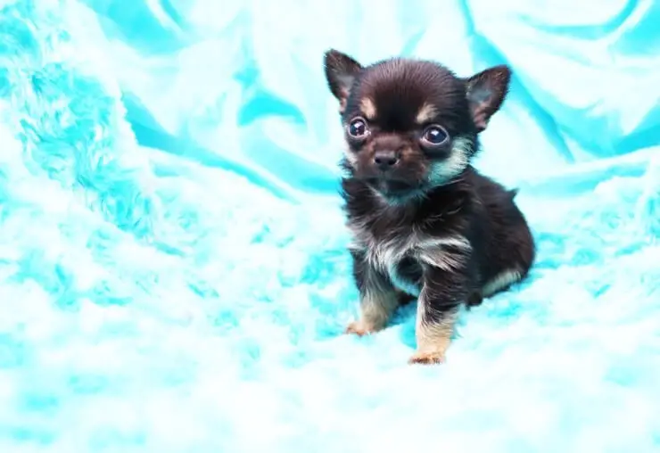 Tiny Chihuahua