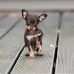 Walking Chihuahua