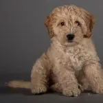 A Cockapoo