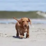 A Dachshund On A Beech