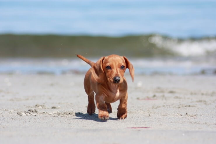 vizsla dachshund mix