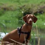 A Lab Dachshund Mix