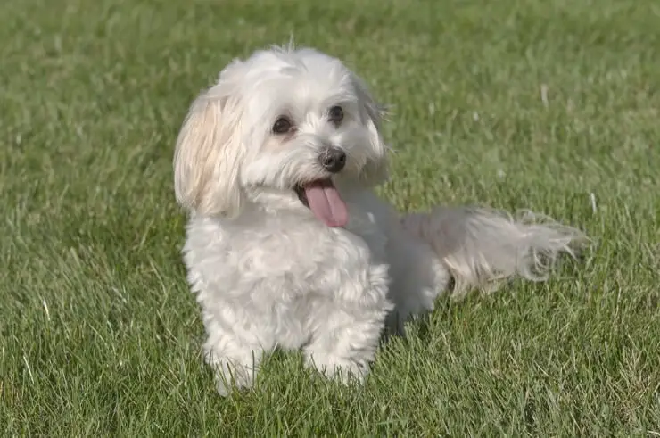 white maltese poodle