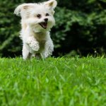 A Maltipoo Running