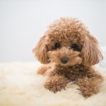 A Red Toy Poodle