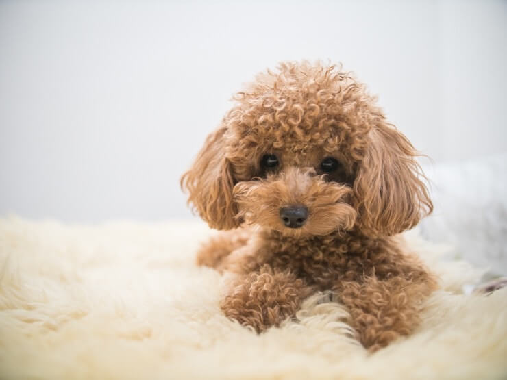 mini red toy poodle