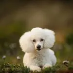 A White Toy Poodle