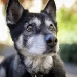 An Australian Shepherd Husky Mix