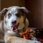 Aussie Husky Mix