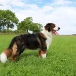 Australian Shepherd Golden Retriever Mix