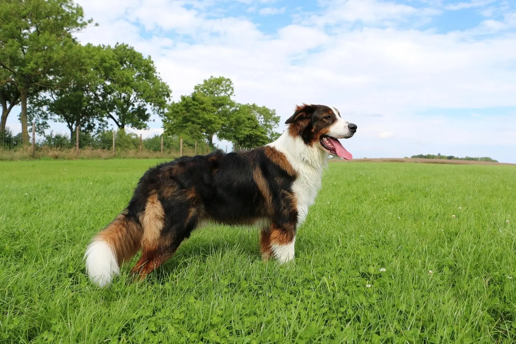 Være Jeg klager Pounding Australian Shepherd Golden Retriever Mix: Price, Temperament and More… |  Perfect Dog Breeds