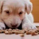 Australian Shepherd Golden Retriever Mix Puppy