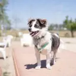 Australian Shepherd Husky Mix