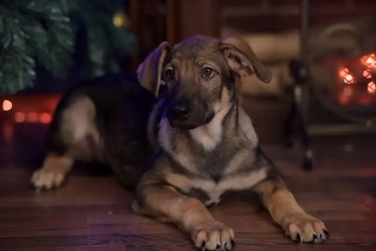 Beagle Mix