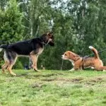 Beagle and German Shepherd