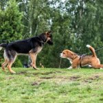 Beagle and German Shepherd