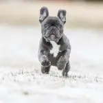 Blue French Bulldog