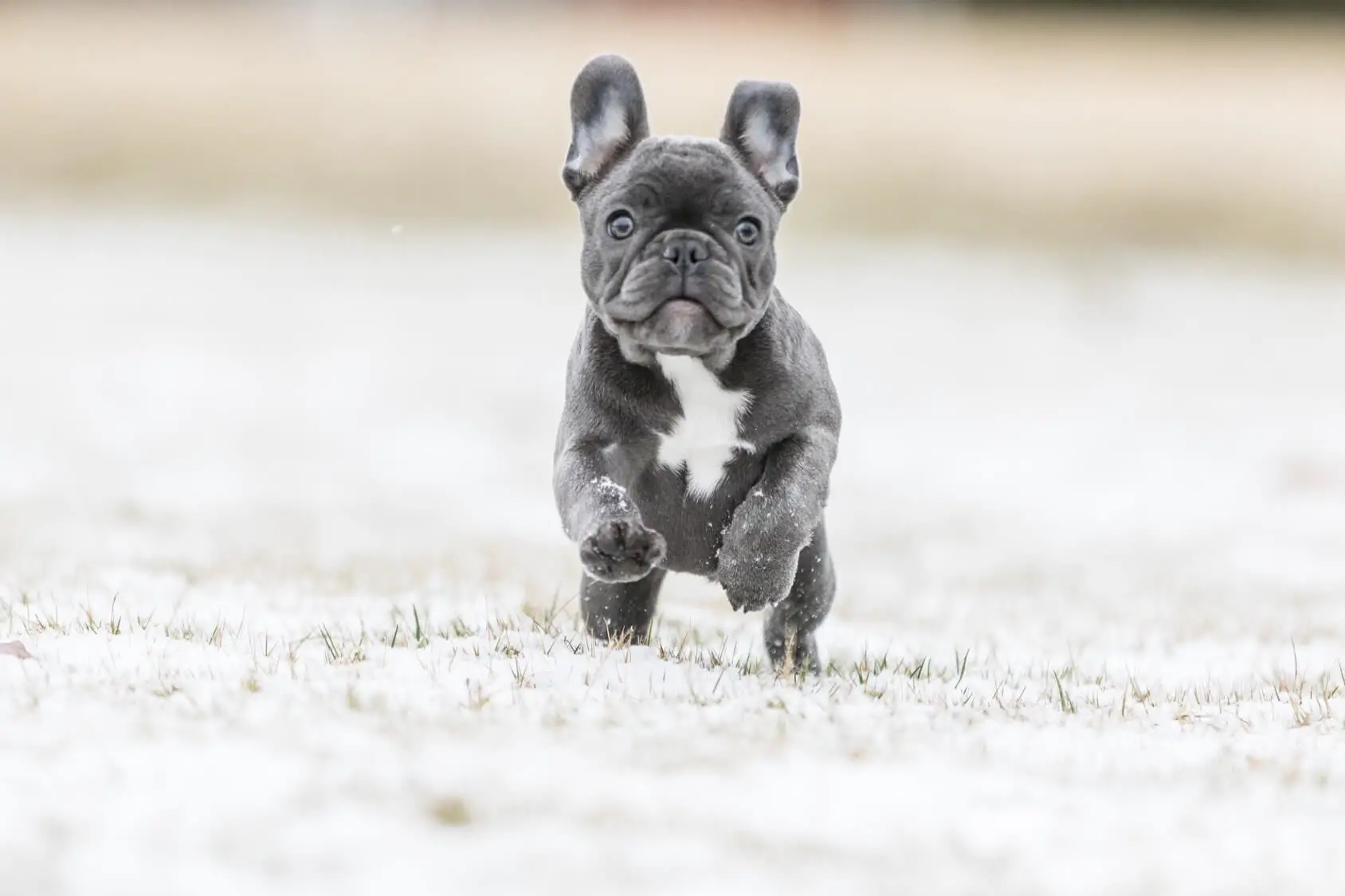Blue French Bulldog Breed Info: 5 Must Know Facts | Perfect Dog Breeds