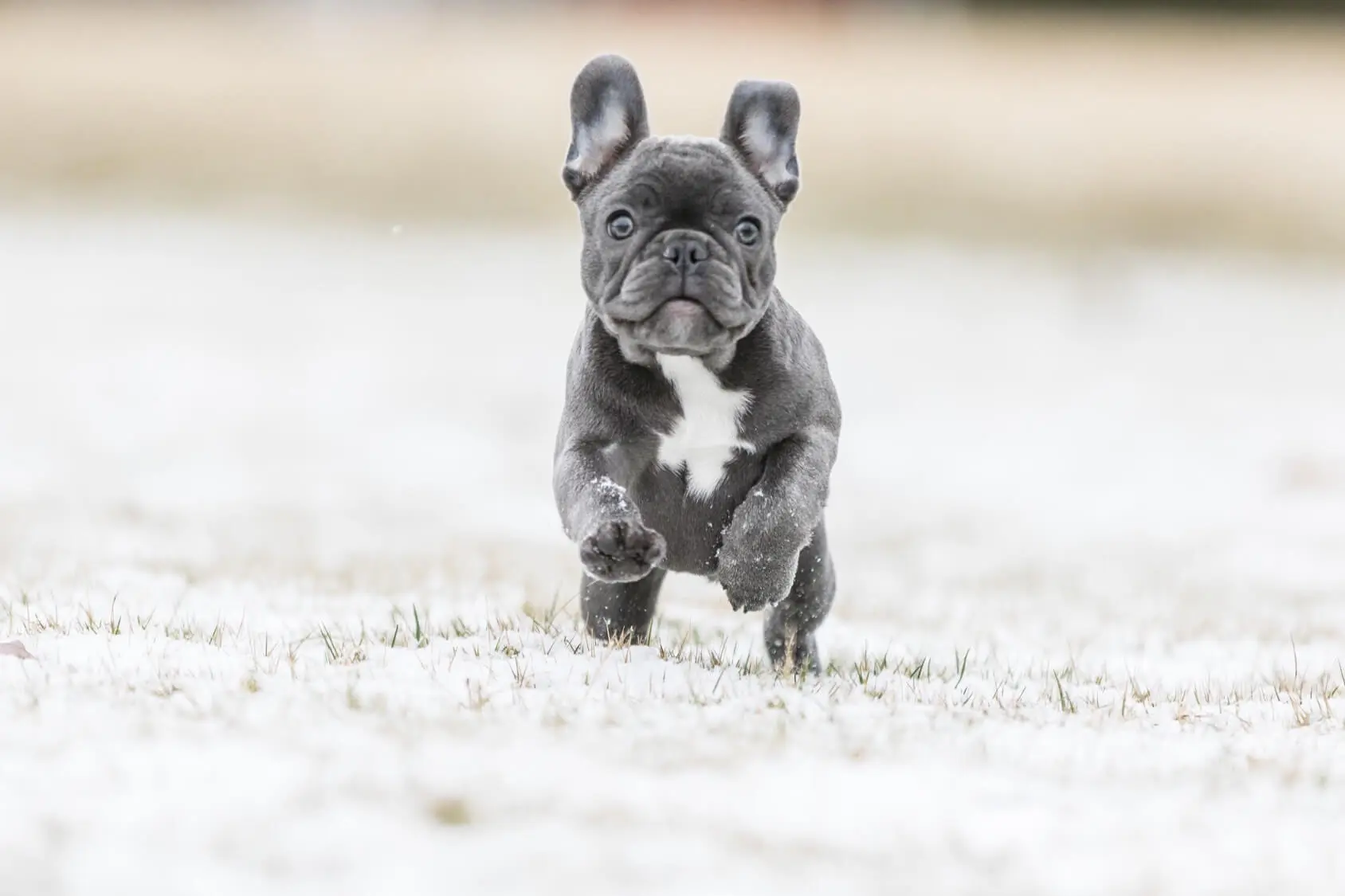 blue and brindle french bulldog