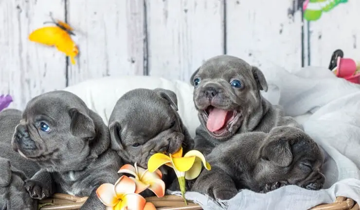 Blue French Bulldog Puppies