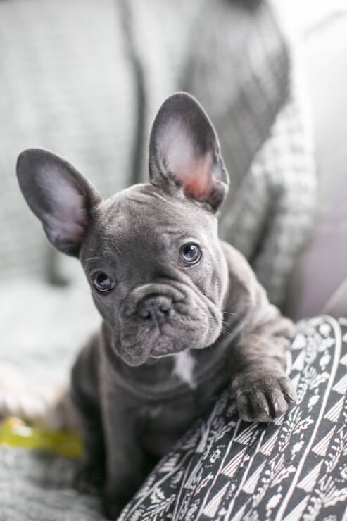 gray french bulldog with blue eyes