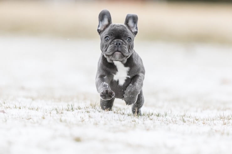 french bulldog white with blue eyes