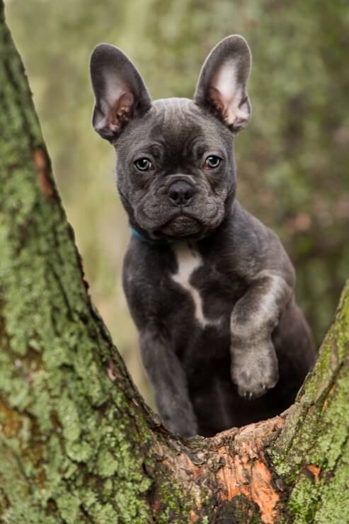 Blue Frenchie Outside