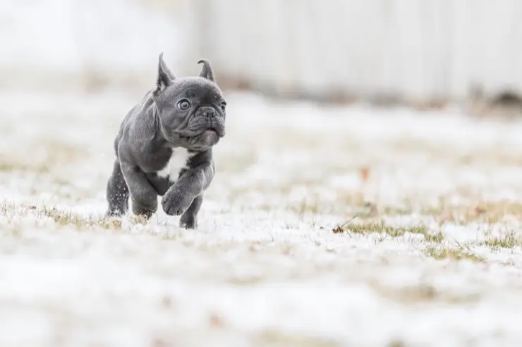 Blauer Frenchie Running