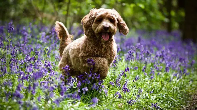 Cockapoo 5 Things To Know Before Buying Cover