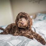 Cockapoo Dog On Bed