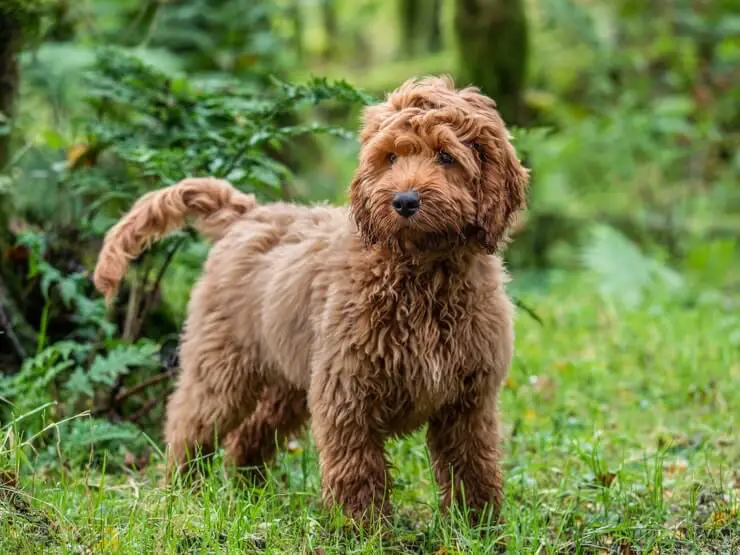 cockapoo dog breed