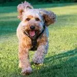 Cockapoo Running