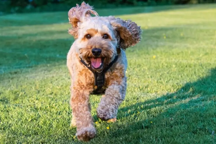 Cockapoo running
