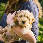 Cocker Spaniel Poodle Mix