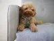 toy poodle