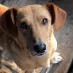 Dachshund Lab Mix