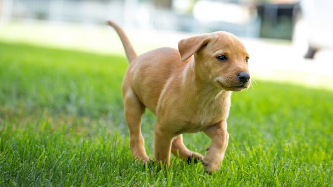 Dachshund Lab Mix 7 Fun Facts You Need To Know Cover