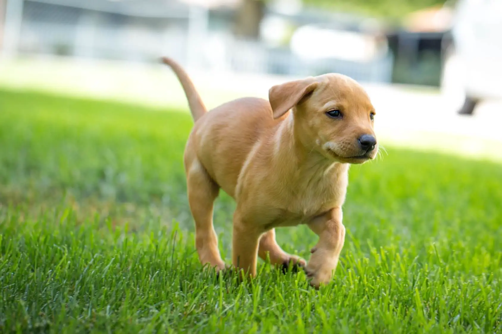 Dachshund Lab Mix 7 Fun Facts You Need To Know Perfect