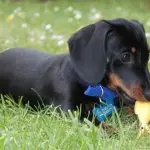 Dachshund Puppy