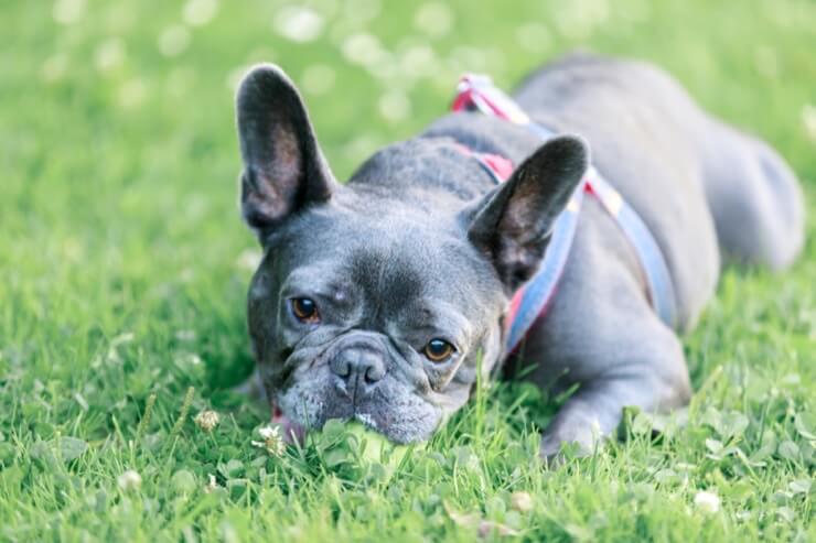 Bouledogue français bleu