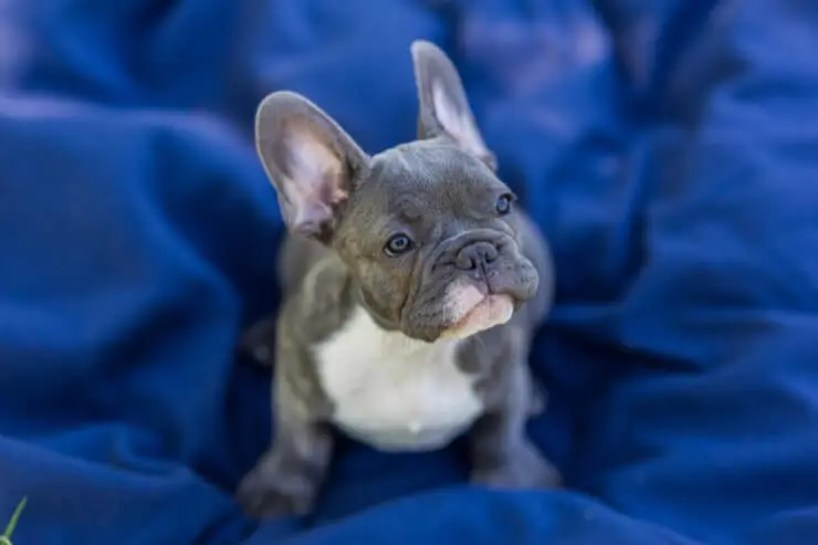 Pflege der Französischen Bulldogge