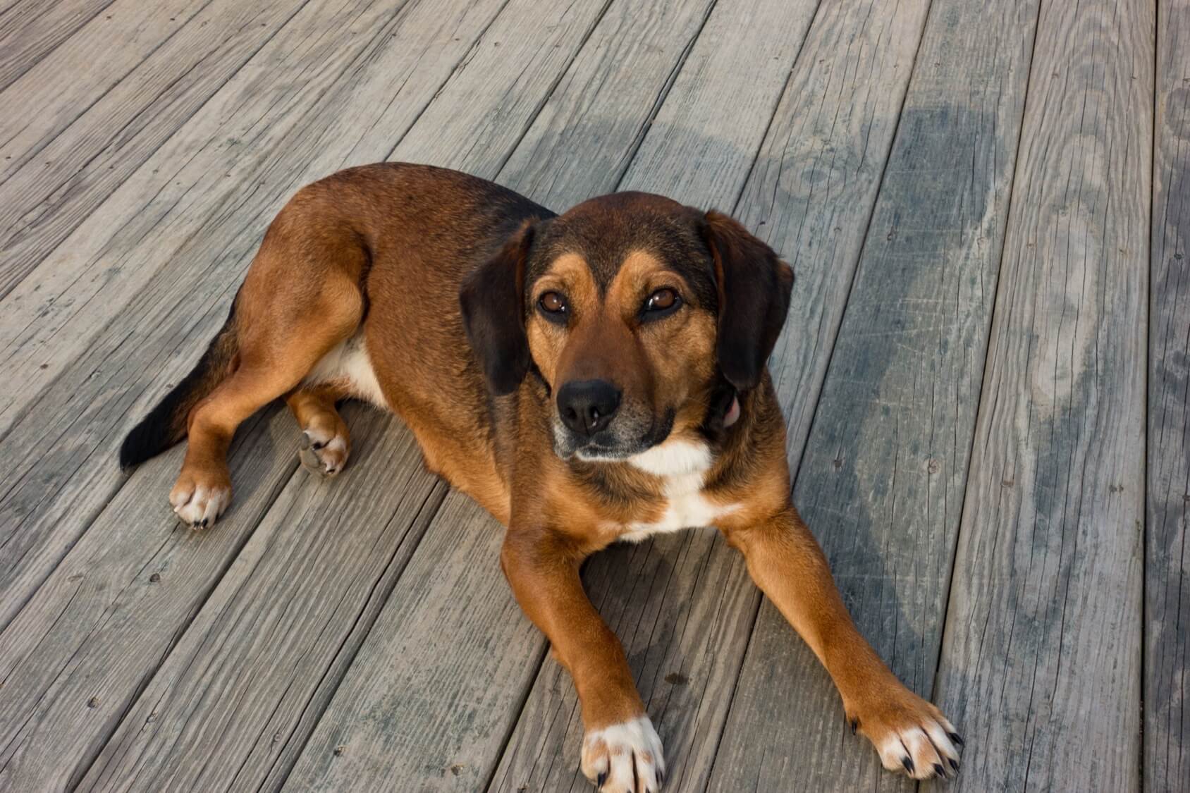 australian shepherd and beagle mix