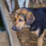 German Shepherd Mixed With A Beagle