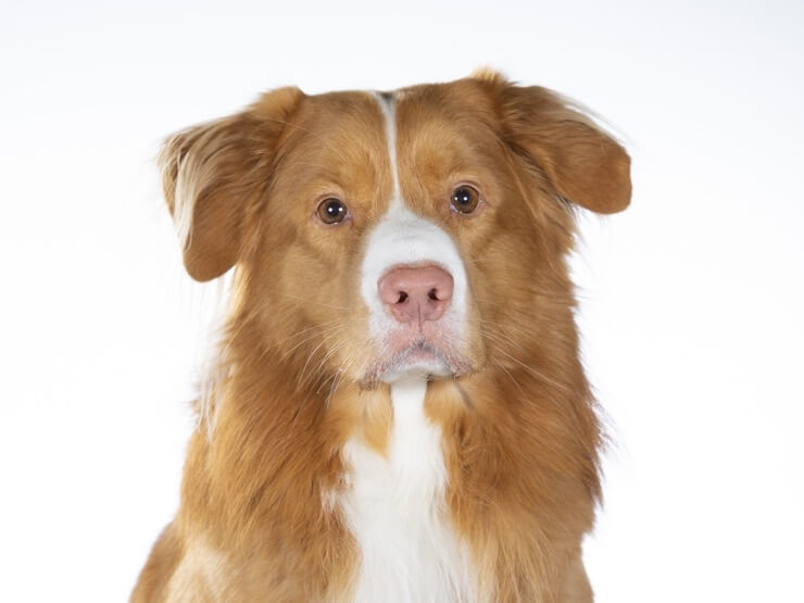 Australian Shepherd Golden Retriever Mix: Price, Temperament More… - Perfect Dog Breeds