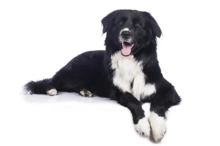 Australian Shepherd Golden Retriever Mix Price Temperament And More Perfect Dog Breeds