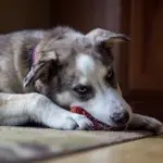 Husky Australian Shepherd Mix